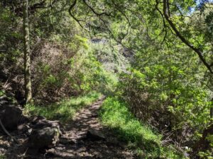Lorbeerwald im Nationalpark Garajonay